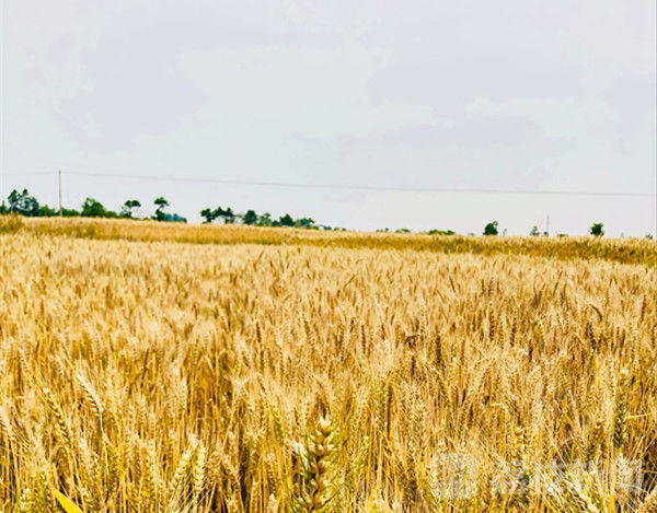 十年·绵竹印象｜地震虽然来过，玫瑰还是开了