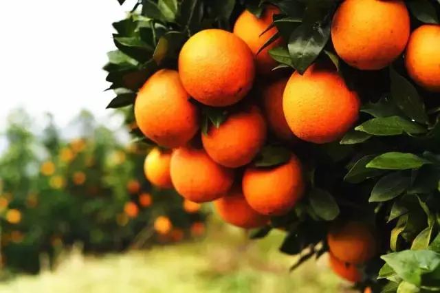 怀化又有3个特产被国家保护