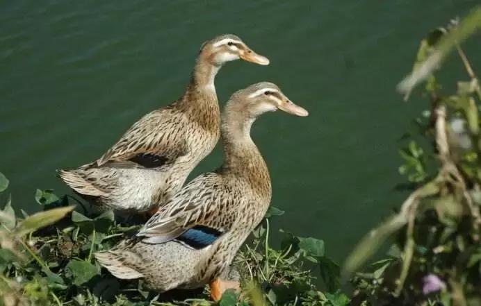 怀化又有3个特产被国家保护