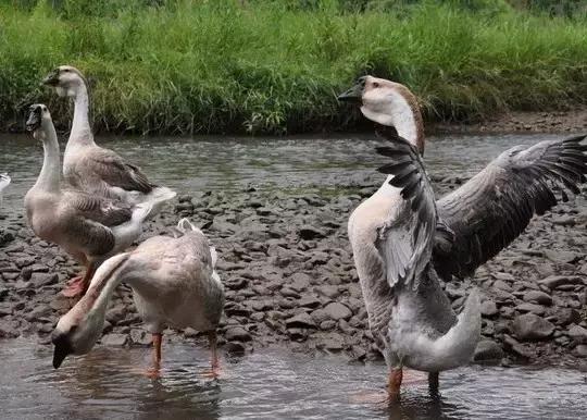 怀化又有3个特产被国家保护