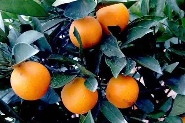 怀化又有3个特产被国家保护