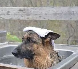 睡一觉起来头发成鸡窝,早上起来头发像鸡窝一样怎么办