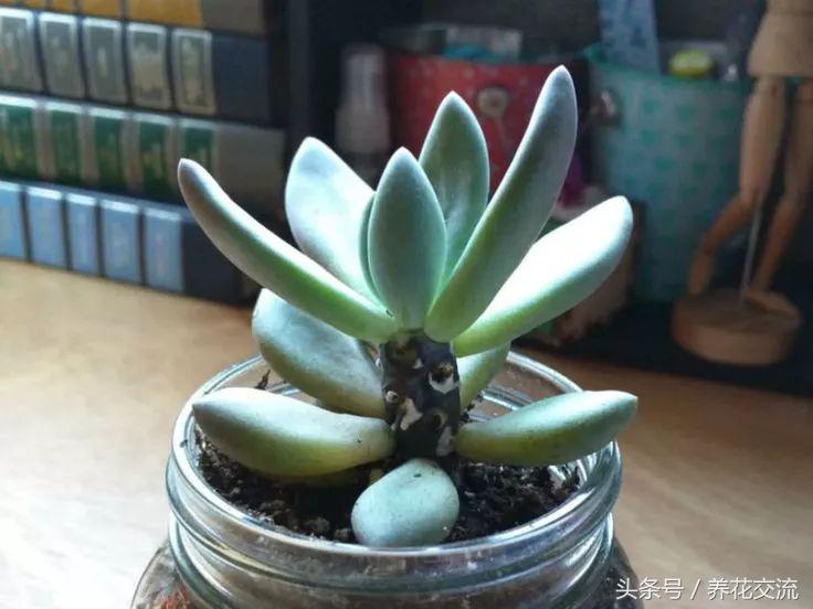 现在入手多肉植物如何养护,6种多肉养护用点小技巧