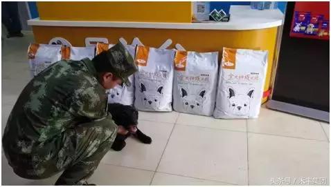 汶川地震功勋犬视频素材,512汶川地震的功勋犬搜救视频