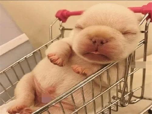 小奶狗太瘦如何快速长胖,小奶狗胖起来