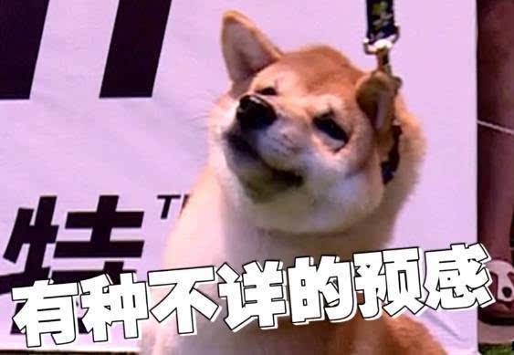 巴哥被主人怼到角落里骂,巴哥被打脸的视频