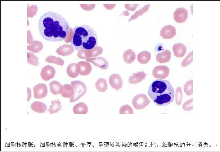 想知道小狗体内的白细胞长什么样子吗？进来看看