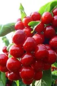 武汉重庆成都七日游,西安重庆周末游