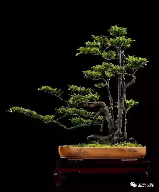 黑骨香盆景,黑骨香盆景造型视频大全