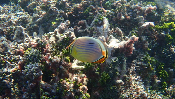 呱呱去旅行的视频,跟着瓜瓜去旅游