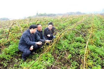 澶╃劧瀵岀榛勯叜钘よ尪,钘よ尪榛勯叜鐨勪綔鐢ㄤ笌鍔熸晥