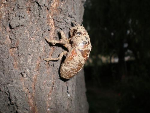 童年抓虾摸鱼趣事,童年抓鱼挖泥鳅
