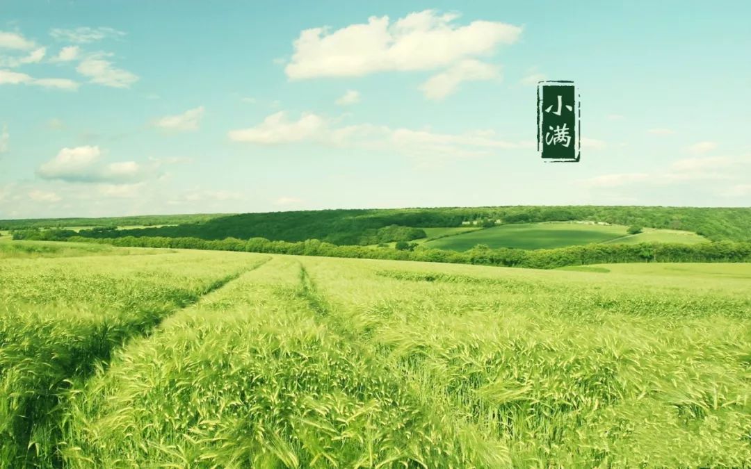 今日小满｜收获的季节就要来了！