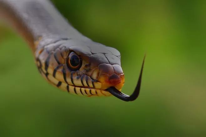 看人抓蛇,抓蛇防被蛇咬