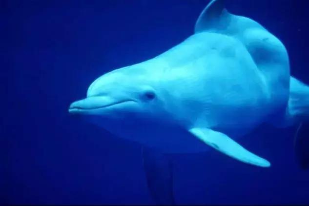 最可怕的代购骗局,揭露各种海外代购真相