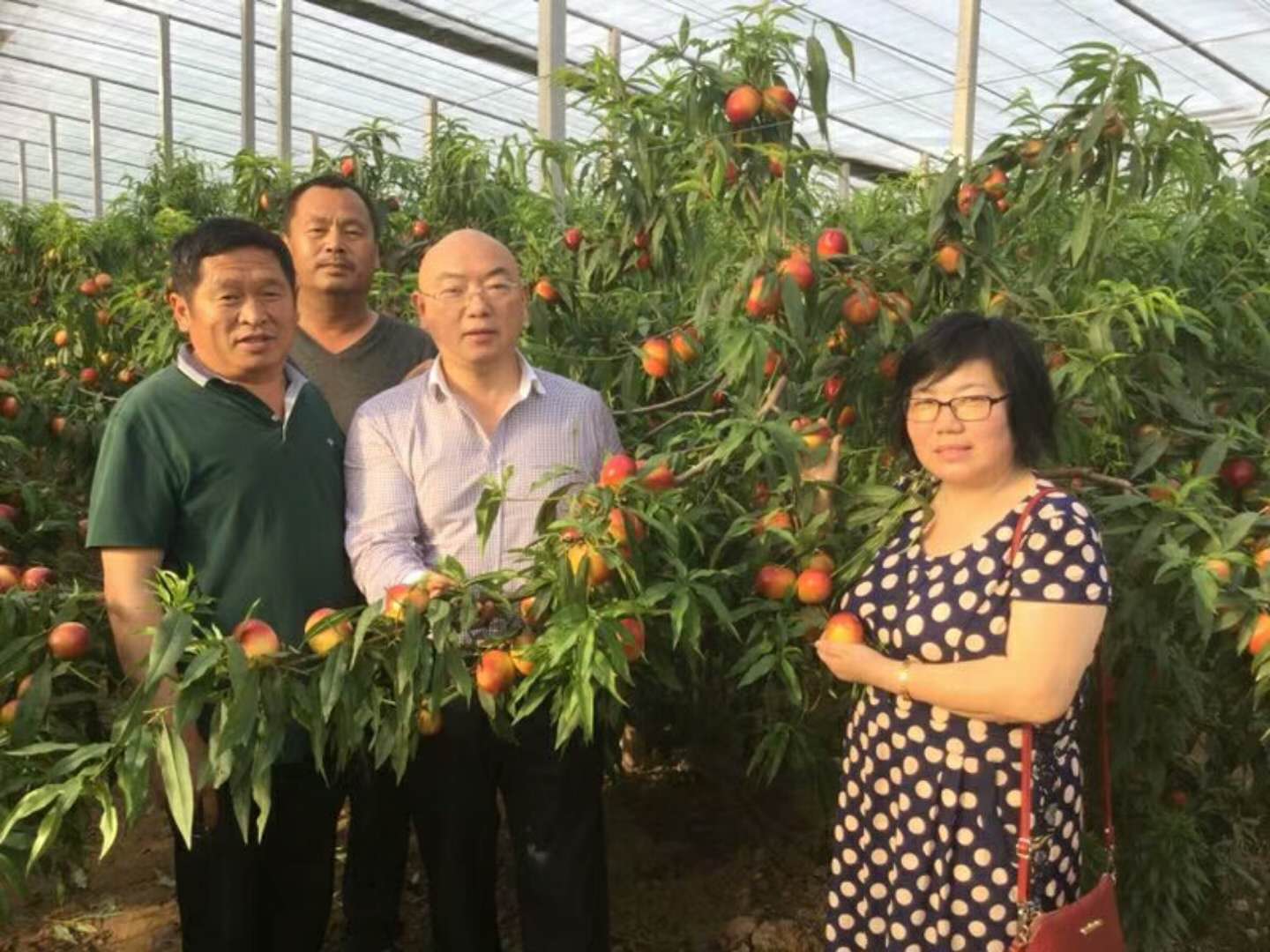 油桃大量上市相约莒县油桃市场,冠县大棚油桃价格表