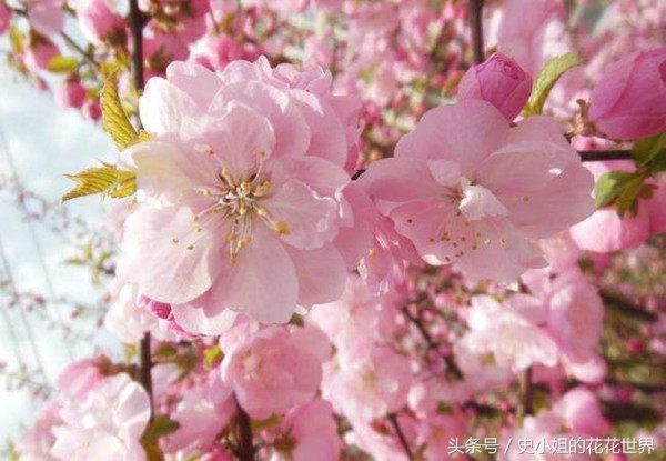 养花每个月都要施肥吗,养花三个月关注事项有哪些