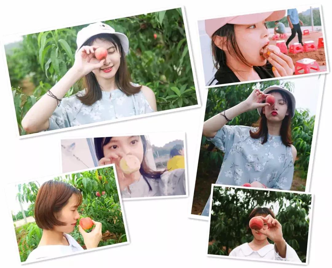 清甜爽脆的台湾甜桃已开采摘啦！30元任摘任吃！速度约起来！