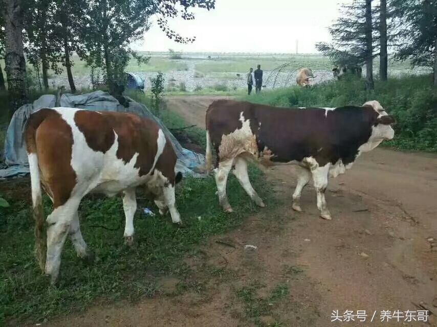 养牛怎么养才能让牛快速生长,家庭养牛喂牛的方法和技巧
