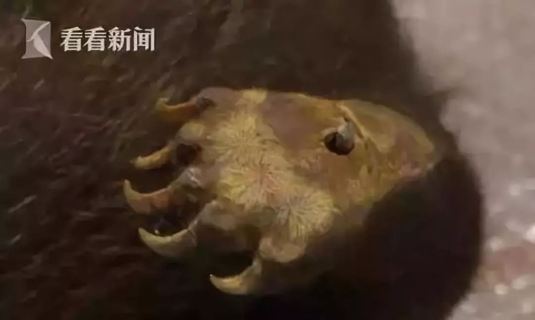 代购骗局揭秘朋友圈,代购十大骗局揭秘图