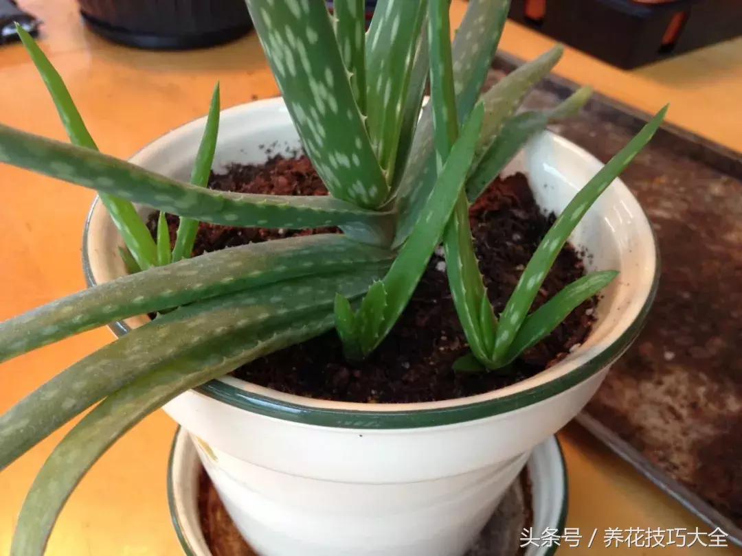 盆栽芦荟越长越高怎么办,为何芦荟不停长侧芽