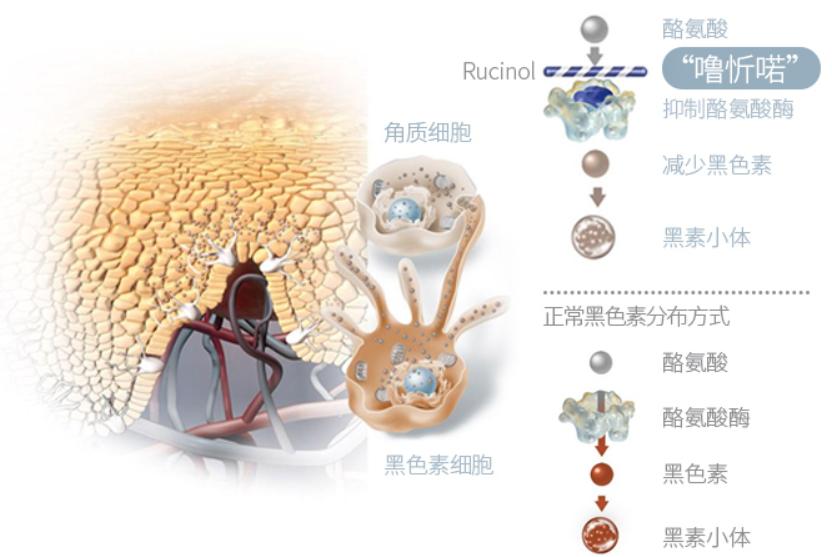 noreva局部淡斑,法国药妆强牌noreva