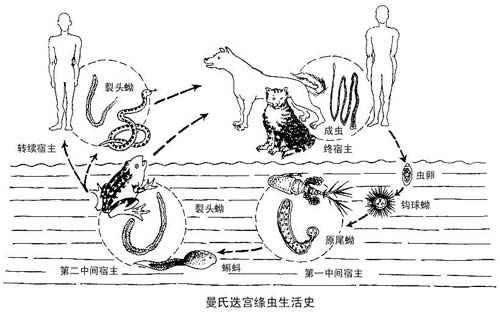 生鱼片是否有寄生虫你喜欢吃吗,生鱼片里的寄生虫能冻死吗