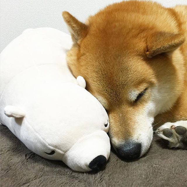 柴犬与好朋友玩偶熊的可爱故事