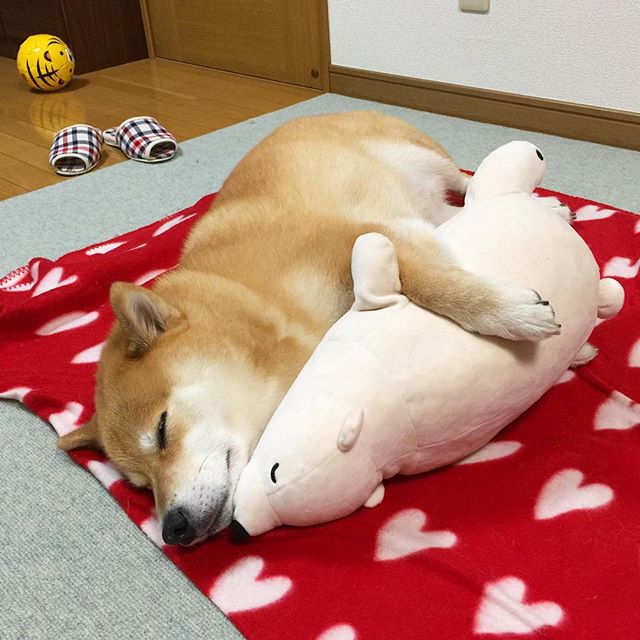 柴犬与好朋友玩偶熊的可爱故事