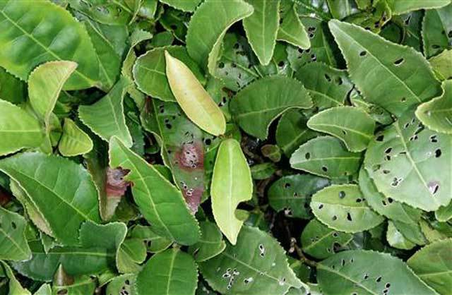 农业病害讲解视频教程,农业细菌性的病害用什么药