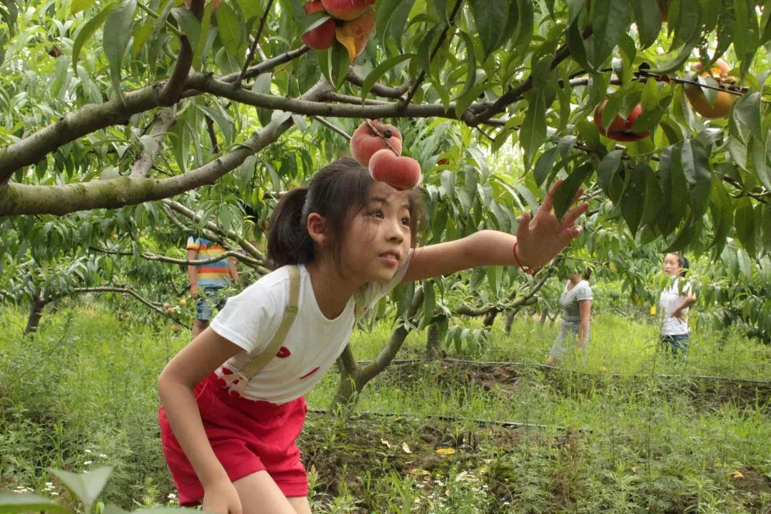 2020成都龙泉桃子采摘,桃子最新采摘视频