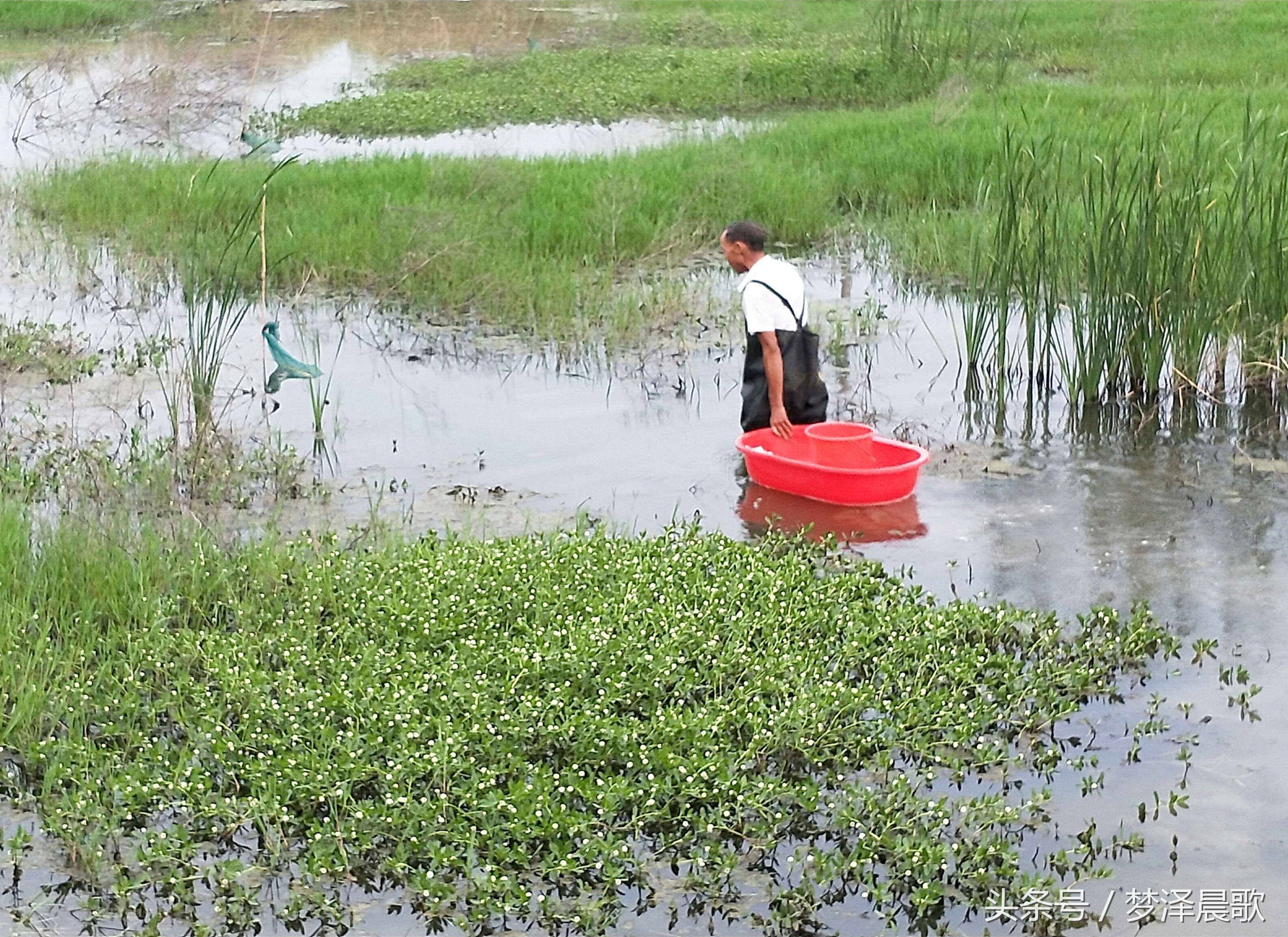 美食炖大龙虾超大的,孤独的美食龙虾