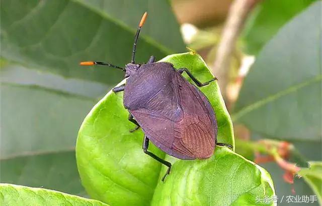 柑橘虫害卵图谱,柑橘各种虫害图谱大全