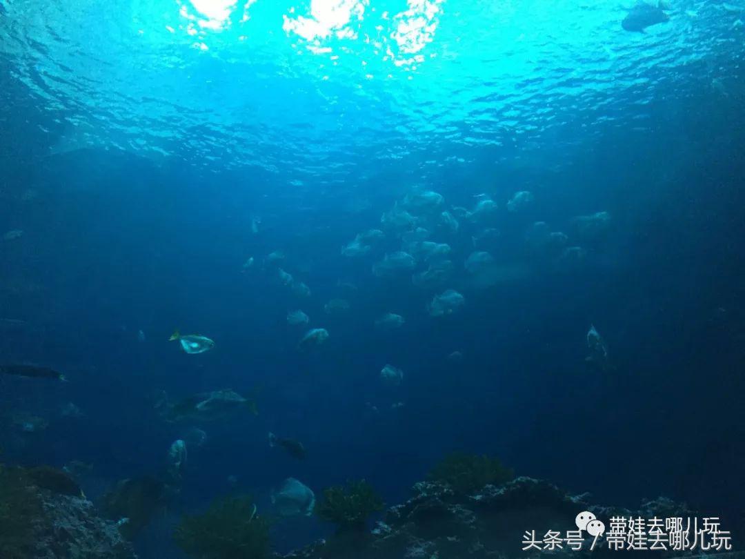 垦丁海洋生物馆夜宿,垦丁夜宿海洋馆攻略