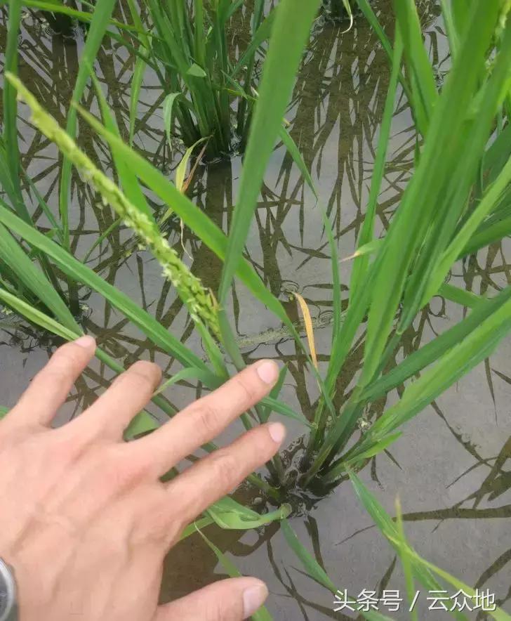 水稻早穗的处理方法,水稻提前抽穗什么原因
