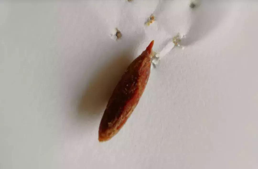 医生误吞枣核成功自救,医生误吞枣核的视频