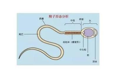 精子畸形属于基因问题吗,精子畸形率97属于重度畸形率吗