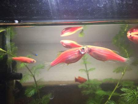 为什么你养的孔雀鱼不生仔,观赏鱼为什么不繁殖