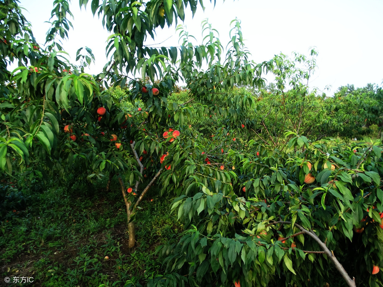 桃树叶片病害图谱及防治,桃树叶子发黄是什么原因引起的