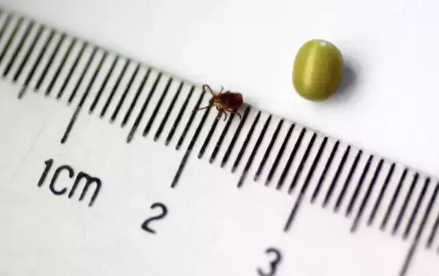 养殖户关注警惕这些疾病,小龟苗头上有白点怎么治疗