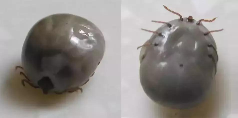 养殖户关注警惕这些疾病,小龟苗头上有白点怎么治疗