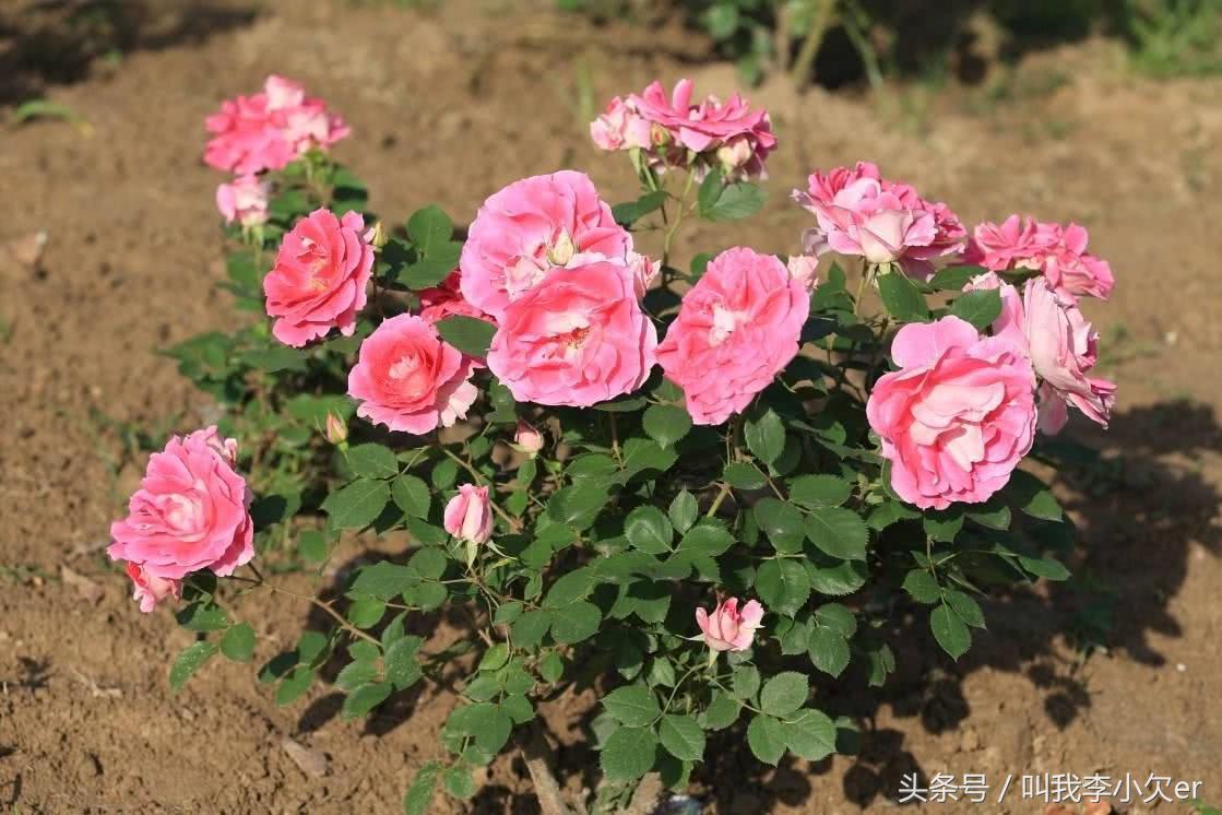 一种花代表一个城市,一种花象征什么