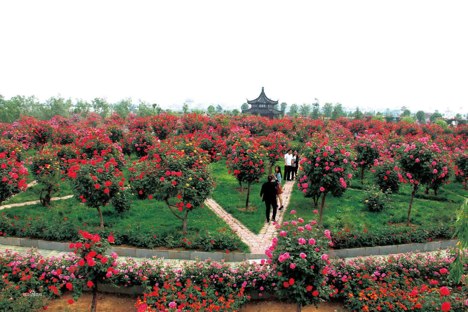 一种花代表一个城市,一种花象征什么