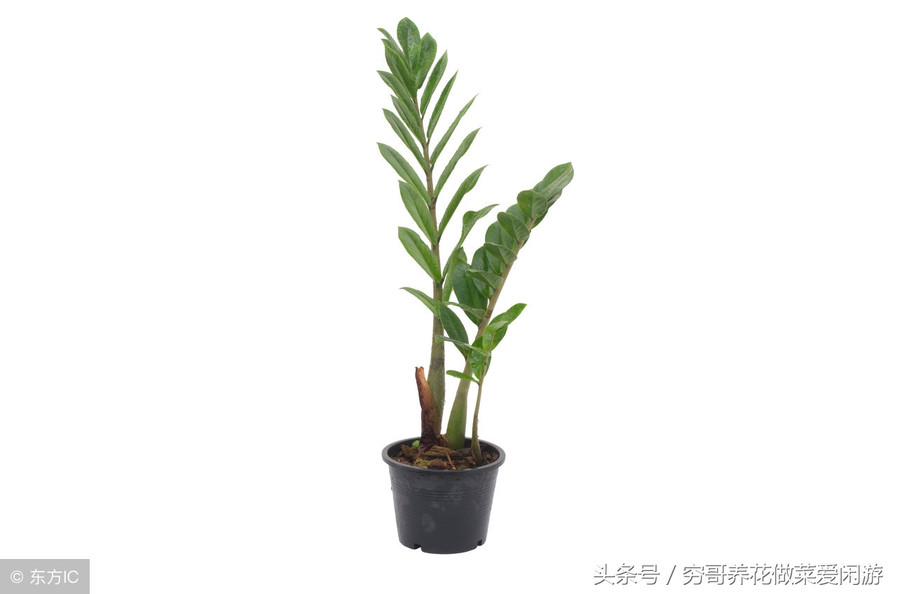 金钱树叶片发黄怎么解决,金钱树新枝叶片发黄