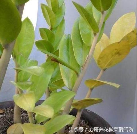 金钱树叶片发黄怎么解决,金钱树新枝叶片发黄