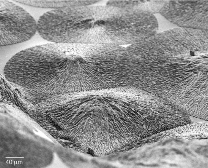 矿化材料制作方法,怎么简单制备新材料氧化钙