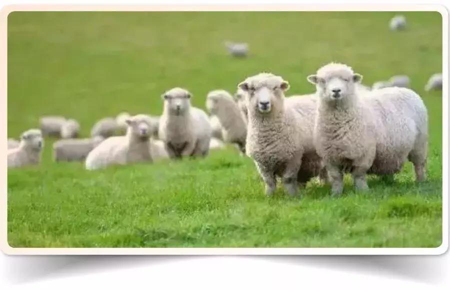 新西兰黑帮与日本黑帮,新西兰黑帮服装