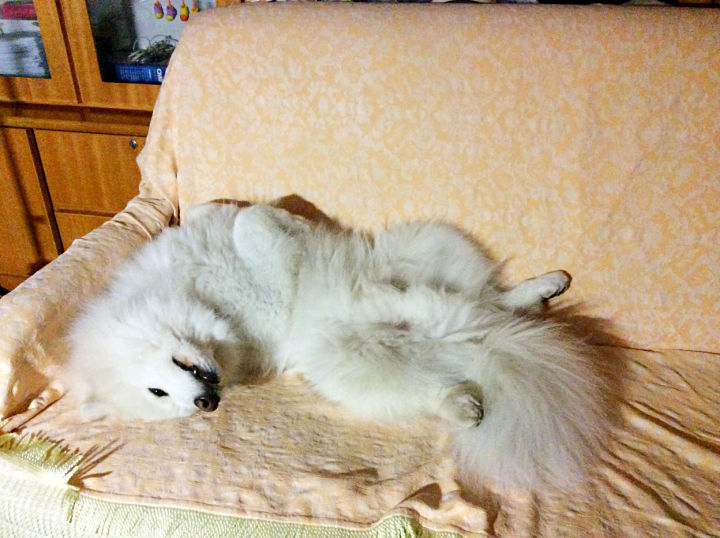 把萨摩耶养胖成了猪,把萨摩耶养成猪