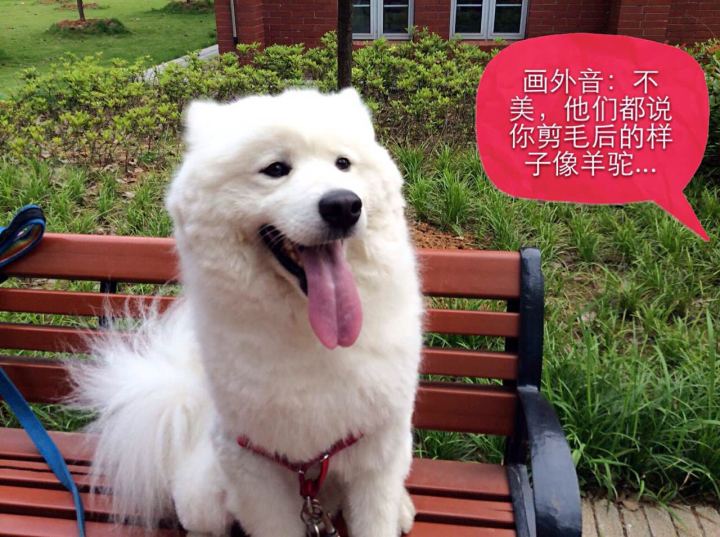 把萨摩耶养胖成了猪,把萨摩耶养成猪