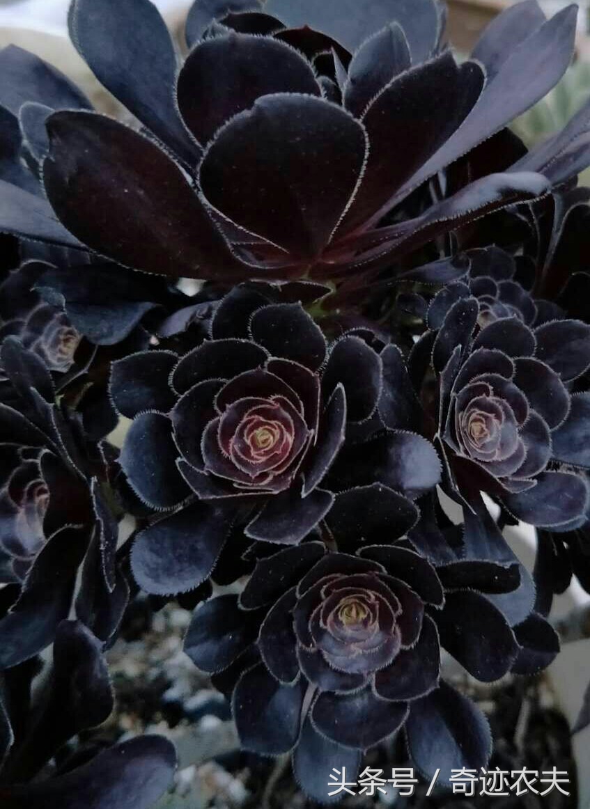 种花的日记大全400字,我的养花日记全过程